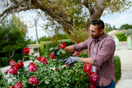 Professional garden service in Plumstead with insurance and safety measures