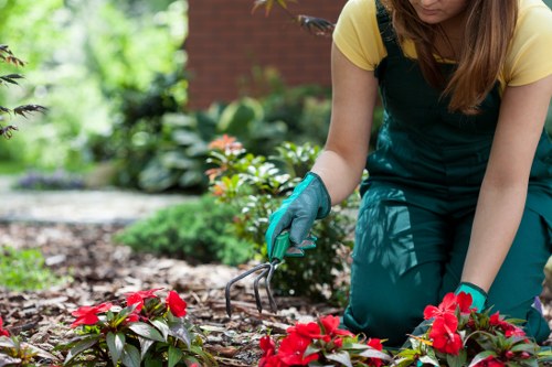 Well-kept lawn and trimmed borders in Plumstead