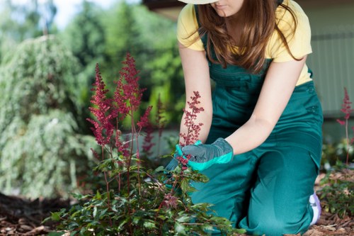 Professional tree pruning in Plumstead near a house