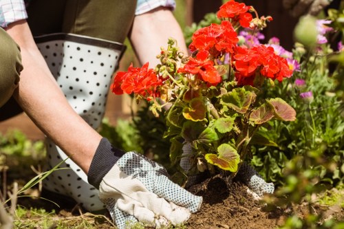 Local tree maintenance and stump removal service in Plumstead