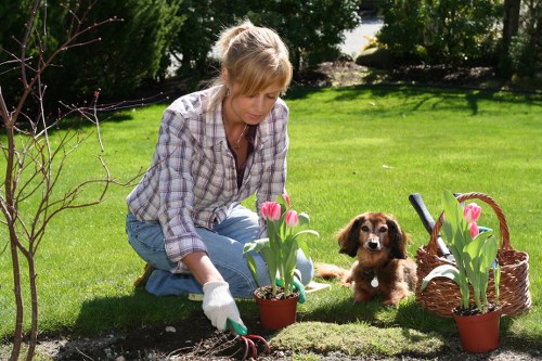 Seasonal garden upkeep with hedges and borders in Plumstead