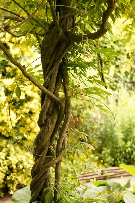 A close-up of a twisting, gnarled tree trunk in a garden setting, with dense green foliage and sunlight filtering through the leaves. Surrounding the trunk, there are leafy branches and climbing vines