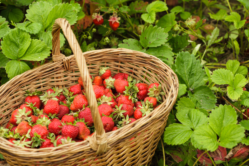 Garden care Garden