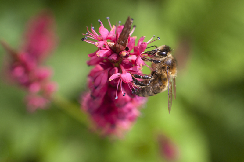 hedge trimming landscape design